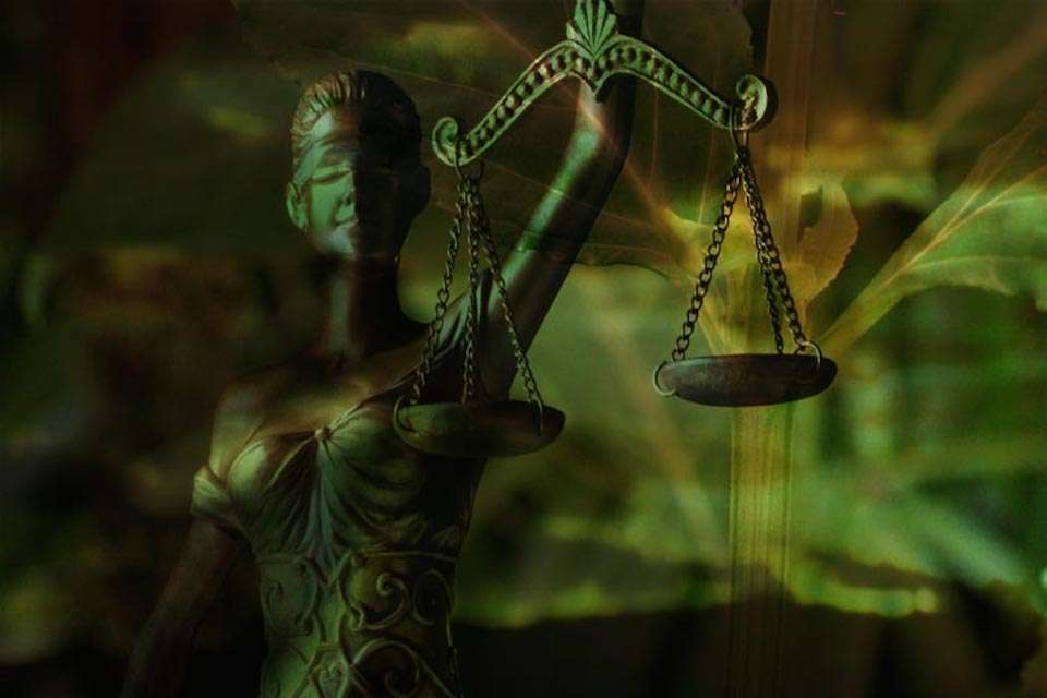 salvia divinorum legal en Mexico