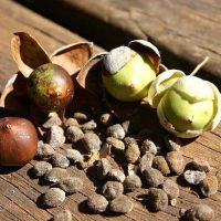 Semillas Hawaiian baby woodrose