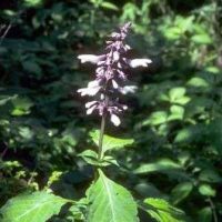 Planta de Salvia Divinorum