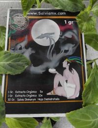 Extractos de salvia divinorum First Experience