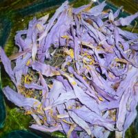 Loto Azul Nymphaea caerulea