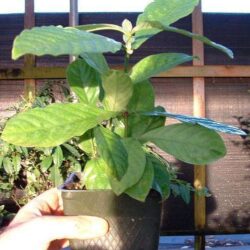 Planta de Psychotria Viridis Chacruna