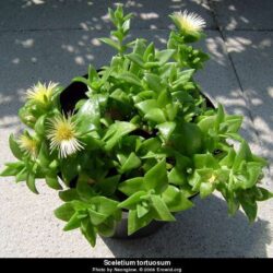 Sceletium  tortuosum ( KANNA)