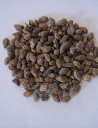 voacanga-africana-semillas-salvia-df