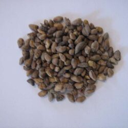 voacanga-africana-semillas-salvia-df