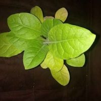 mapacho-nicotina rustica-mexico-salviadf.mx-ayahuasca