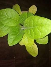 mapacho-nicotina rustica-mexico-salviadf.mx-ayahuasca