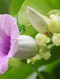 semillas de hawaiian baby