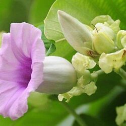 semillas de hawaiian baby