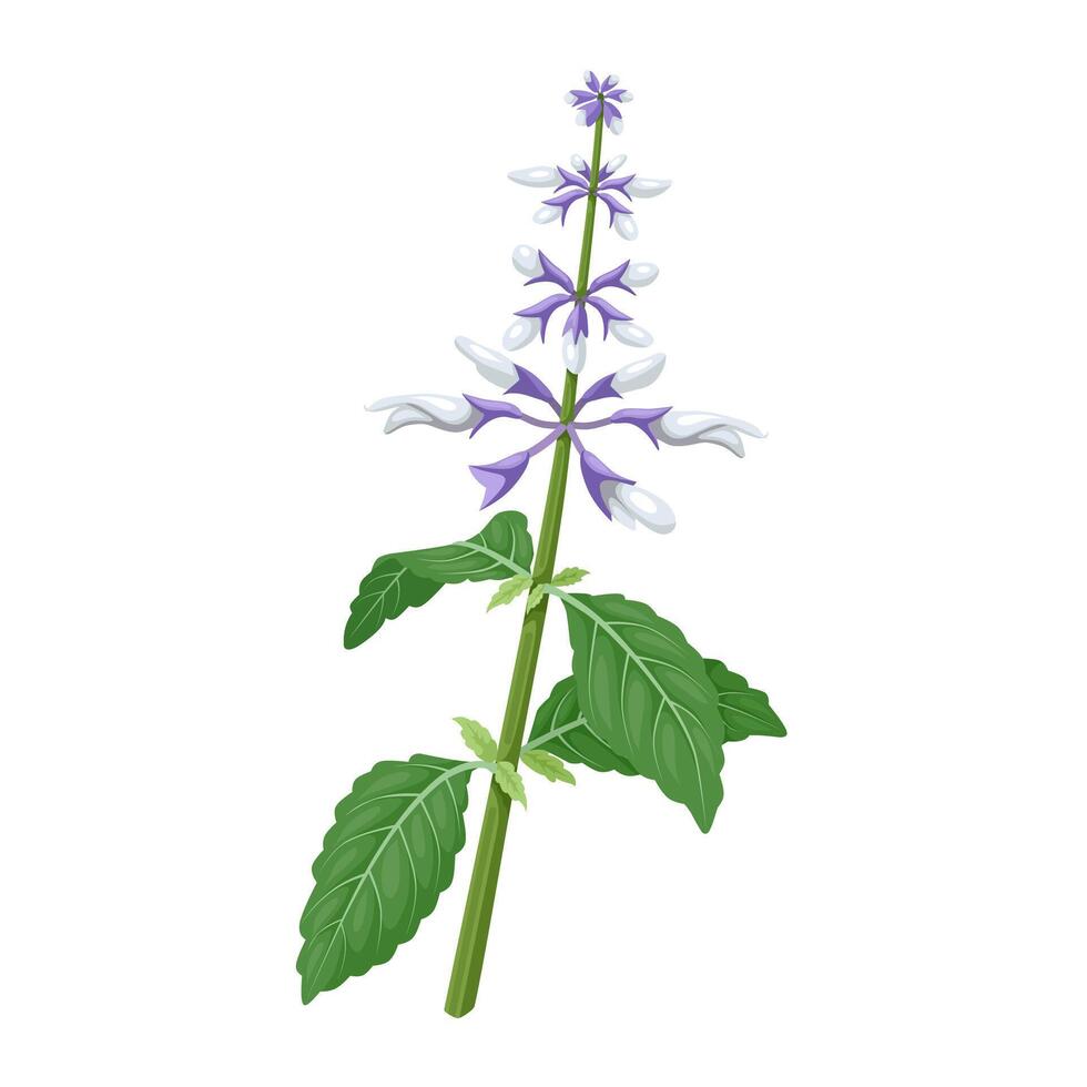 Salvia Divinorum México