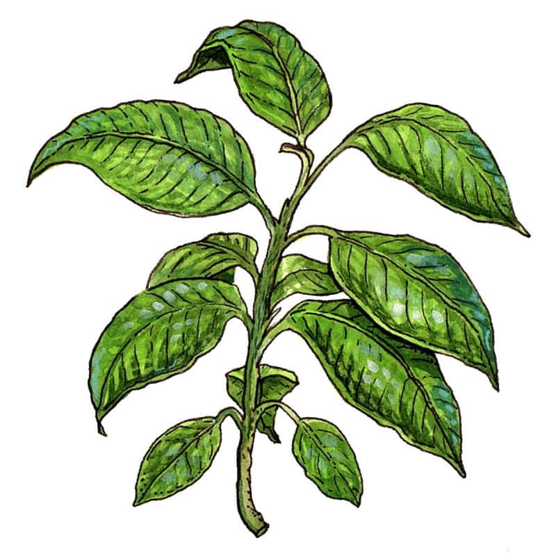Kratom Organico México